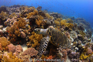 Testing the camera's white balance. No strobe on the turtle. by Erich Reboucas 